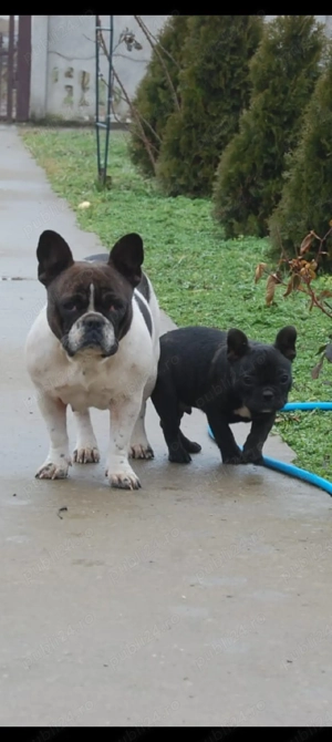 Bulldog Francez  - imagine 4