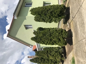 Vând casă Pădureni Jebel - imagine 8