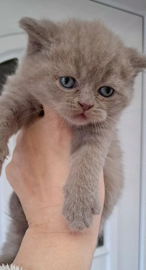 British shorthair lilac 