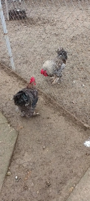 Cocas casa - imagine 4