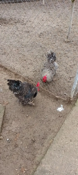 Cocas casa - imagine 2