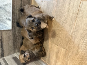 Bichon havanez 450 lei - imagine 2