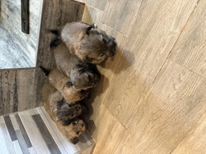 Bichon havanez 450 lei - imagine 3