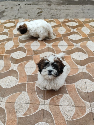 Shih-tzu puiuți  - imagine 4