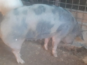 Porci de vanzare  - imagine 3