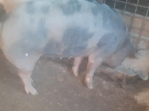 Porci de vanzare  - imagine 2