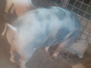 Porci de vanzare 