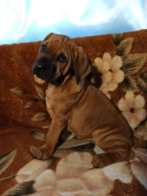 Pui Tosa cu pedigree