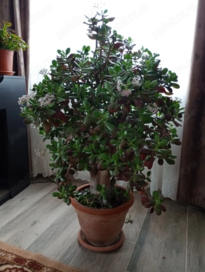 Crassula ovata   Planta banilor   exemplar mare, tip bonsai