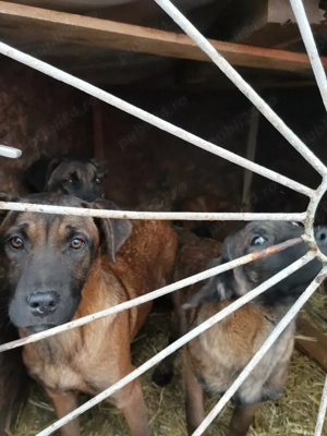 Ciobănesc Belgian malinois  - imagine 3