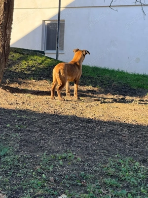 Ciobănesc Belgian malinois  - imagine 2