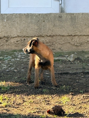 Ciobănesc Belgian malinois 