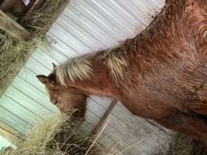 Vând mânz de 8 luni jumate  - imagine 4