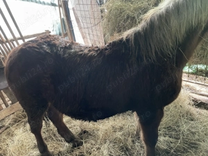 Vând mânz de 8 luni jumate  - imagine 5