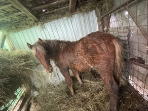 Vând mânz de 8 luni jumate  - imagine 2