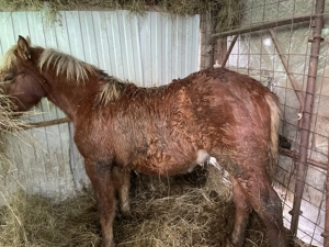 Vând mânz de 8 luni jumate  - imagine 3