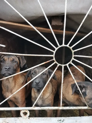 Ciobănesc Belgian malinois  - imagine 4