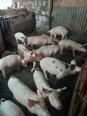 Vand purcei diferite greutati - imagine 2