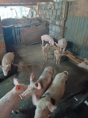 Vand purcei diferite greutati - imagine 3