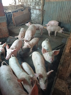 Vand purcei diferite greutati