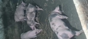 Purcei Landrace Pietrain  - imagine 3