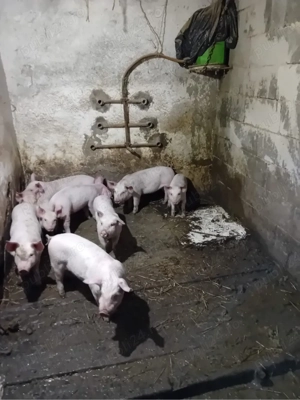 Purcei de vanzare de 8 saptamani - imagine 3