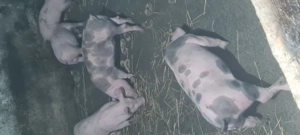 Purcei Landrace Pietrain  - imagine 2