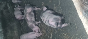 Purcei Landrace Pietrain 