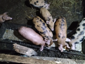 Purcei rasa pietrain - imagine 5