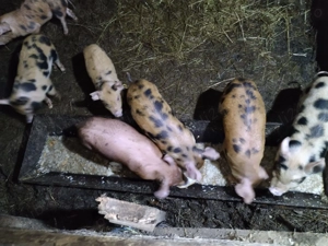 Purcei rasa pietrain - imagine 3