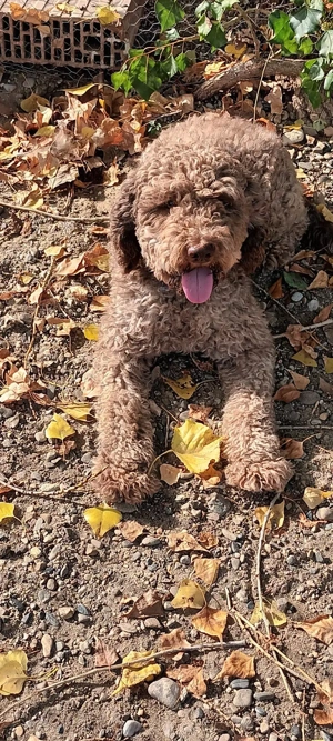 vand caine de trufe lagotto romagnolo cu pedigree - imagine 4