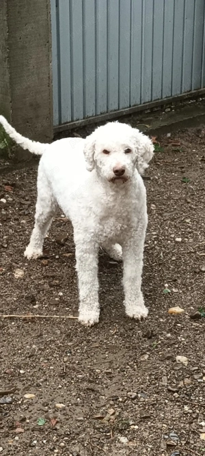 vand caine de trufe lagotto romagnolo cu pedigree - imagine 3