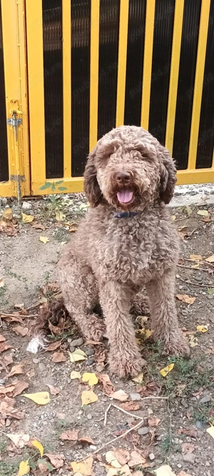 vand caine de trufe lagotto romagnolo cu pedigree - imagine 2