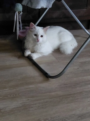 Motănel deosebit caută căsuță 