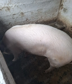 Vand scrofita grasa 12 lei kg  - imagine 2