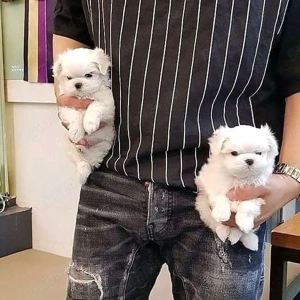 Cățelușă bichon de 2 luni