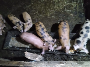 Purcei rasa pietrain - imagine 2