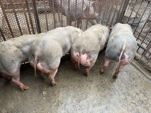 porci grasuni - imagine 2
