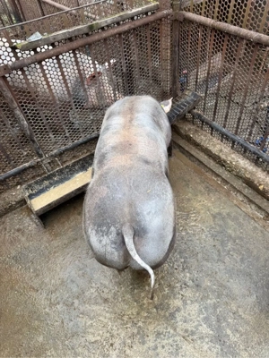 porc mare  - imagine 3