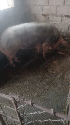 Scroafe pietrean belgian  - imagine 3