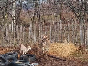 Capre de vânzare - imagine 3