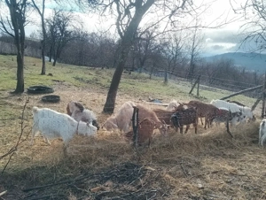 Capre de vânzare - imagine 2