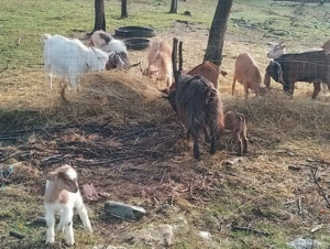 Capre de vânzare - imagine 4