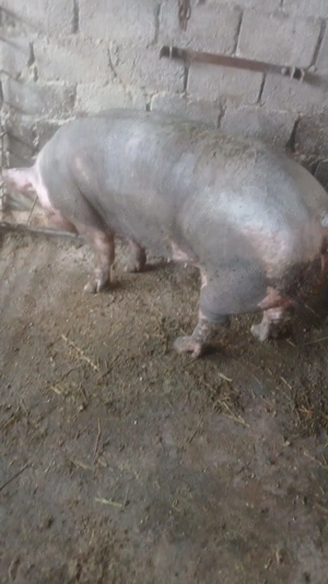 Scroafe pietrean belgian  - imagine 4