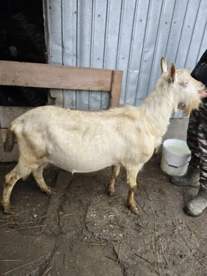 Vand sau schimb tap Sannen - imagine 2