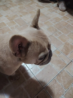 Vând sau schimb  - imagine 2