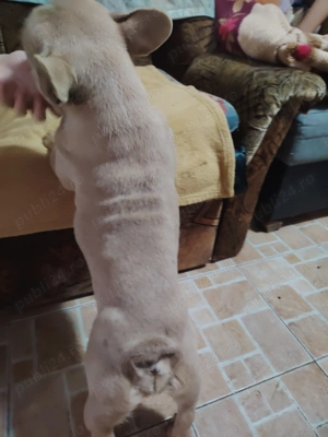 Vând sau schimb  - imagine 4