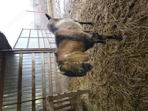 Vand sau schimb tap anglo-nubian - imagine 4