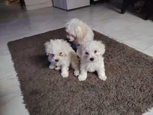 Bichoni maltese mini toy - imagine 2
