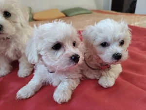 Bichoni maltese mini toy - imagine 3